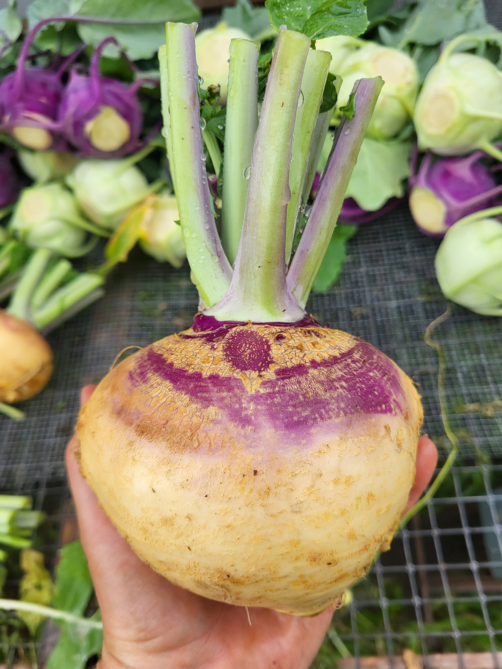 Rutabaga